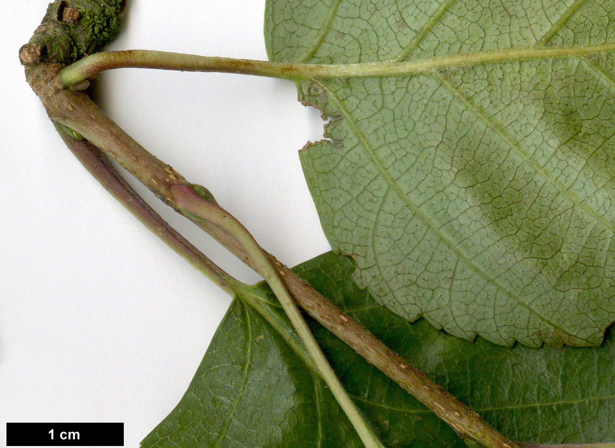 High resolution image: Family: Betulaceae - Genus: Betula - Taxon: utilis - SpeciesSub: subsp. occidentalis